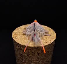 The Caddis Fly: Oregon Fly Fishing Blog | McKenzie River fly fishing, Oregon  fly fishing reports and fly tying videos. | Page 12