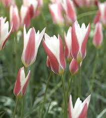 Top Tulips That Come Back Every Year Tulips Showy Flowers Beautiful Flowers