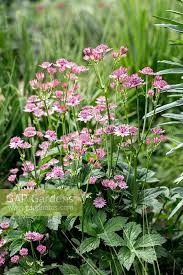 Image result for Astrantia major `Roma`