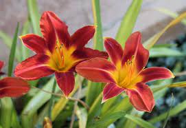 Of course, which ones will be right for where you live will depend on your climate, microclimate and soil. 27 Perennial Flowers That Come Back Every Year Happy Diy Home