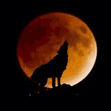 But those hoping to catch a glimpse of the wolf moon won't be able to sneak a peek until it rises above the horizon. Wolf Moon Gifs Tenor