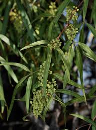 Trees from the prunus species include apricot, peach, prune and nectarine and these are also also toxic. Rhus Lancea African Sumac Karee Western Karee Willow Rhus Southeastern Arizona Wildflowers And Plants