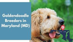 Contact maryland cockapoo breeders near you using our free below is a sample search of our cockapoo breeders with puppies for sale. 25 Goldendoodle Breeders In Maryland Md Goldendoodle Puppies For Sale Animalfate