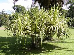 Image result for Pandanus