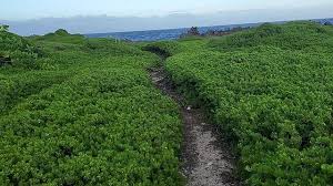 Image result for Pemphis