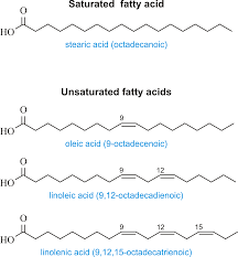 Image result for Fatty Acid