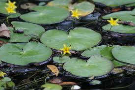 Image result for Nymphoides senegalensis
