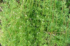 This weed grows alllll around our property, and has invaded our vegetable gardens, greenhouses, and flower beds. Galium Aparine Weeds Of Australia