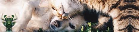 We do not promote the sale of pets online. Buy Online Microchip For Pet In Belgium At Best Price Blue Home Pet Delivery