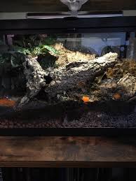I Did A Setup For My Dubia Roaches They Are So Active Vivarium