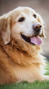 See more ideas about dog phone, dog lovers, dog wallpaper. Dog Wallpaper Iphone Lock Screen Golden Retriever Puppy Wallpaper Pets Lovers