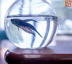 Pin On Betta Fish