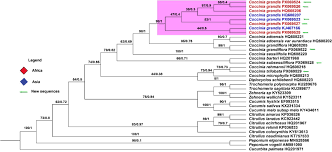 Image result for Coccinia subsessiliflora
