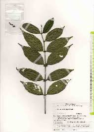 Image result for Lasianthus kilimandscharicus