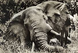Wild Indian Elephant Dies Trying to ...