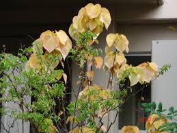 Image result for Alchornea occidentalis