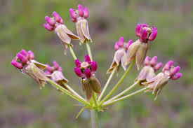 Image result for Asclepias foliosa