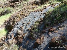 Image result for Selago coerulea