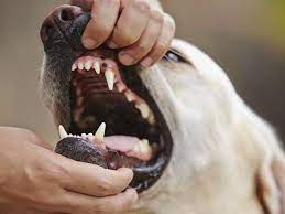 Malignant melanomas typically affect older male dogs, and spread quickly in the early stages. Oral Tumors In Dogs Oral Tumors In Cats Petmd
