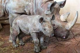 update rhino calf s horn starts to sprout san diego zoo safari park san diego zoo safari park