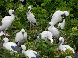 Raijanj Bird Sanctuary In West Bengal Wildlife Sanctuary Bird Garden Sculpture