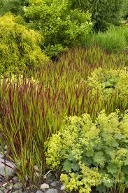 Image result for Imperata