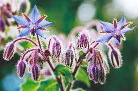 Ideal in partial shade as ground cover or edging plants, they are a good alternative to hostas if slugs are a problem. Sow Hardy Annuals In Autumn The English Garden