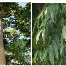 Image result for Khaya grandifoliola