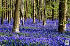 Visiting hallerbos forest is one of the top things to do during spring in belgium. Amusing Planet Hallerbos The Blue Forest Of Belgium Blue Forest Magical Forest Belgium