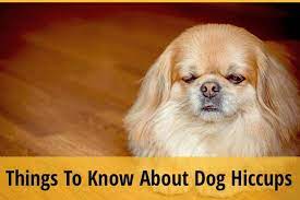This is the same phenomenon in humans. What You Should Know About Dog Hiccups In Sleep Zooawesome