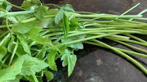 The minari of the movie's title is a korean herb with the kind of kick that spices up dishes like kimchi. Minari How To Eat Cook And Grow Kimchimari