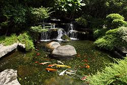 Favorite this post aug 24 . Koi Fish Ponds Arden Asheville Fairview Nc
