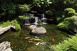 My two young sons fell in love with koi and rehomed several to our pond. Koi Fish Ponds Arden Asheville Fairview Nc