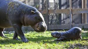 Parkenbadet vid parken zoo finns även badanläggningen parkenbadet som har öppet under sommarlovet. Sweden Pygmy Hippopotamus Born In Parken Zoo Bbc News