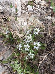 Maybe you would like to learn more about one of these? I Fiori Tipici Della Sicilia Un Mondo Da Scoprire