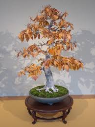 No, i don't go there, so this isn't going to be about some valiant effort to overcome the species. Trees David George Haskell