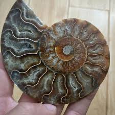 Series (the house on the hill, the nautilus' traps, and the tonipal's treasure), released in english in late 2017. Best Top 10 Ammonite Pretty Nautilus Madagascar Fossil Brands And Get Free Shipping 17418cfl