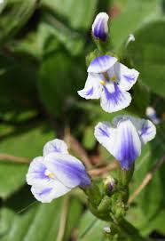 Image result for Craterostigma newtonii