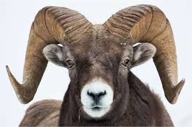 List Of Smartphones With 6gb Of Ram That Outperform The Iphone 7 Comparison Imthemobile Guru Animals Animal Heads Big Horn Sheep