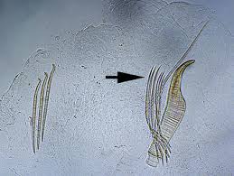 Image result for Polystachya bicarinata