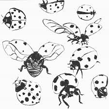 Black And White Ladybug Drawing Pin By Sketch Studies On Tvorcheskij Bugs Drawing Sketches Drawings