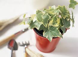 アイビー ヘデラ の育て方 植え替えや剪定 枯れる原因は Horti ホルティ By Greensnap