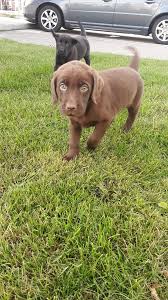 You can expect lab bloodhound mixes to stand around 22 to 28 inches (56 to 71 cm) tall and weigh between 70 to 110 (32 to 50 kg) pounds, whereas a lab basset hound mix will be shorter at 12 to 20 inches (30 to 50 cm) tall and weigh less at 45 to 70 (20 to 32 kg) pounds. Labbe 4 You Posts Facebook