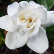 Image result for Gardenia subacaulis