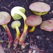 Image result for Xerocomellus diffractus