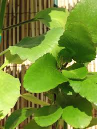 Image result for Kalanchoe velutina