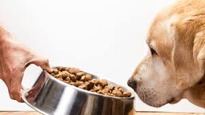 Check spelling or type a new query. Hundefutter Im Test Das Beste Bio Hundefutter Chip
