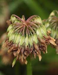 Seed Head Of White Clover Trifolium Repens Seed Pods Seeds Plants