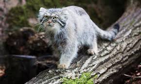 Download some cat photos right meow! Quiz Can You Identify These Unusual Wild Cats Wanderlust