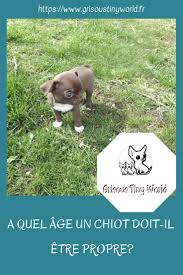 A Quel Age Un Chiot Doit Il Etre Propre Grisous Tiny World Chiot Proprete Chiot Adopter Un Chiot